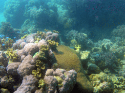 Coral and school of fish, viewed from underwater