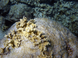 Coral, viewed from underwater