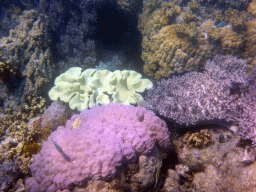 Coral and fish, viewed from underwater