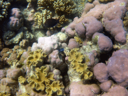 Coral and fish, viewed from underwater