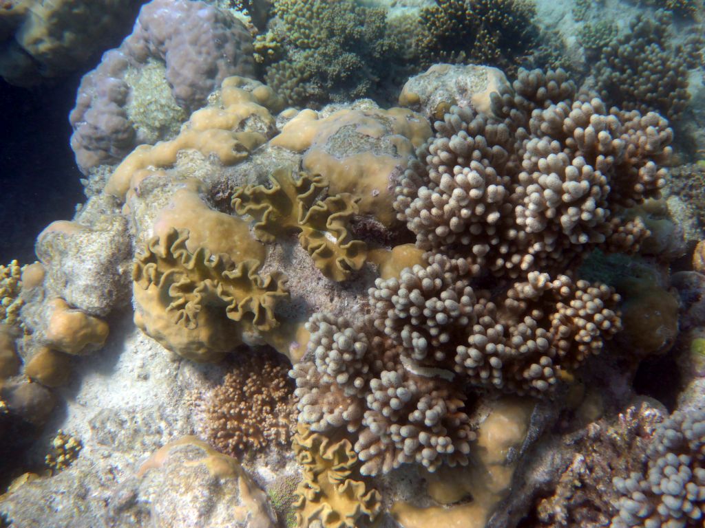 Coral, viewed from underwater