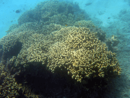 Coral and fish, viewed from underwater