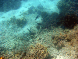 Coral and school of fish, viewed from underwater