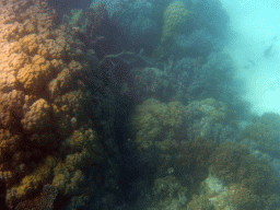 Coral and fish, viewed from underwater