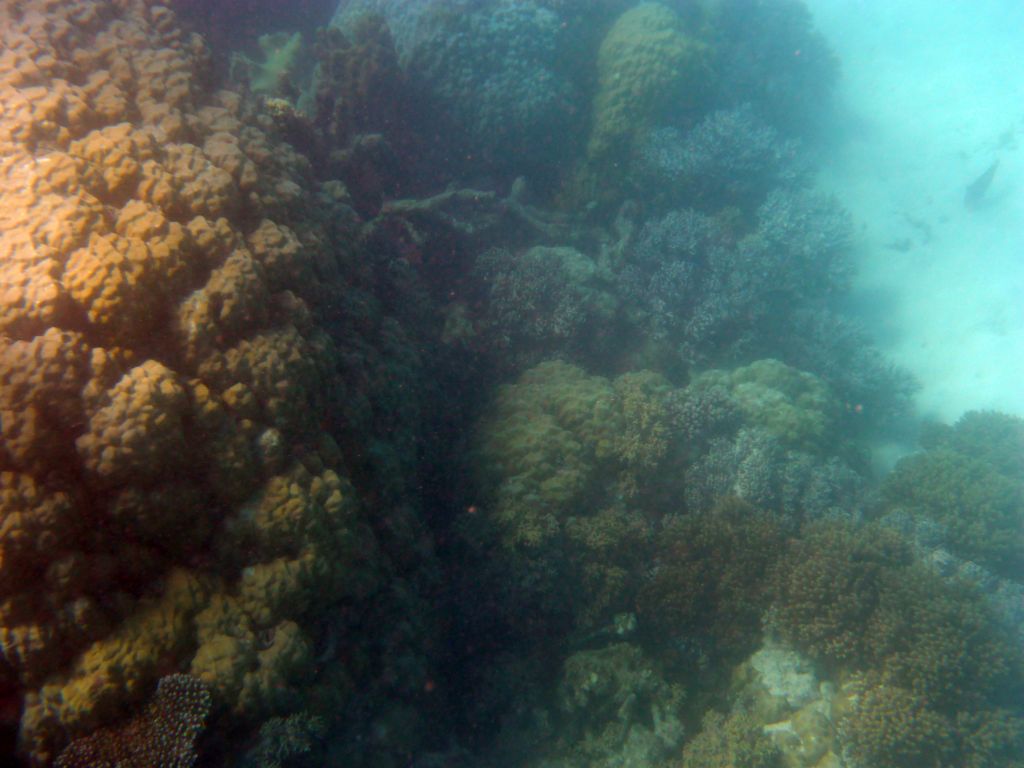 Coral and fish, viewed from underwater