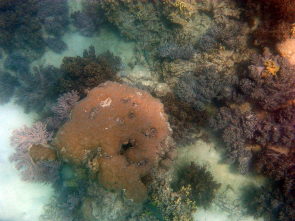 Coral and fish, viewed from underwater