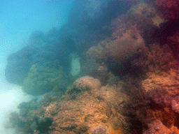 Coral, viewed from underwater