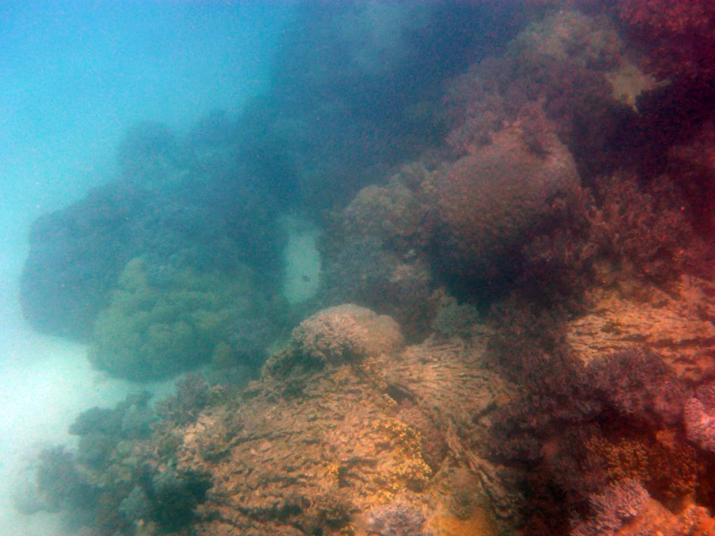 Coral, viewed from underwater