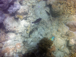 Coral and school of fish, viewed from underwater