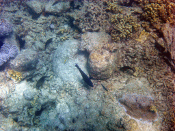 Coral and school of fish, viewed from underwater