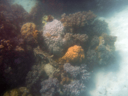 Coral, viewed from underwater