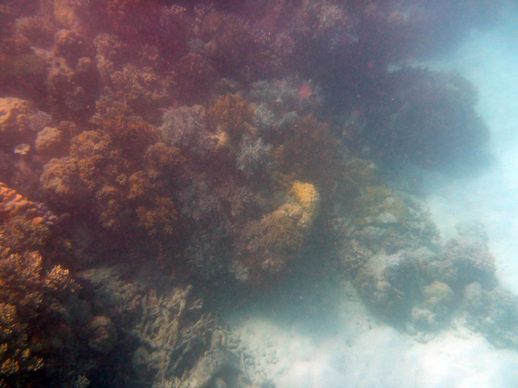 Coral, viewed from underwater