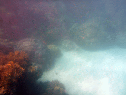 Coral, viewed from underwater