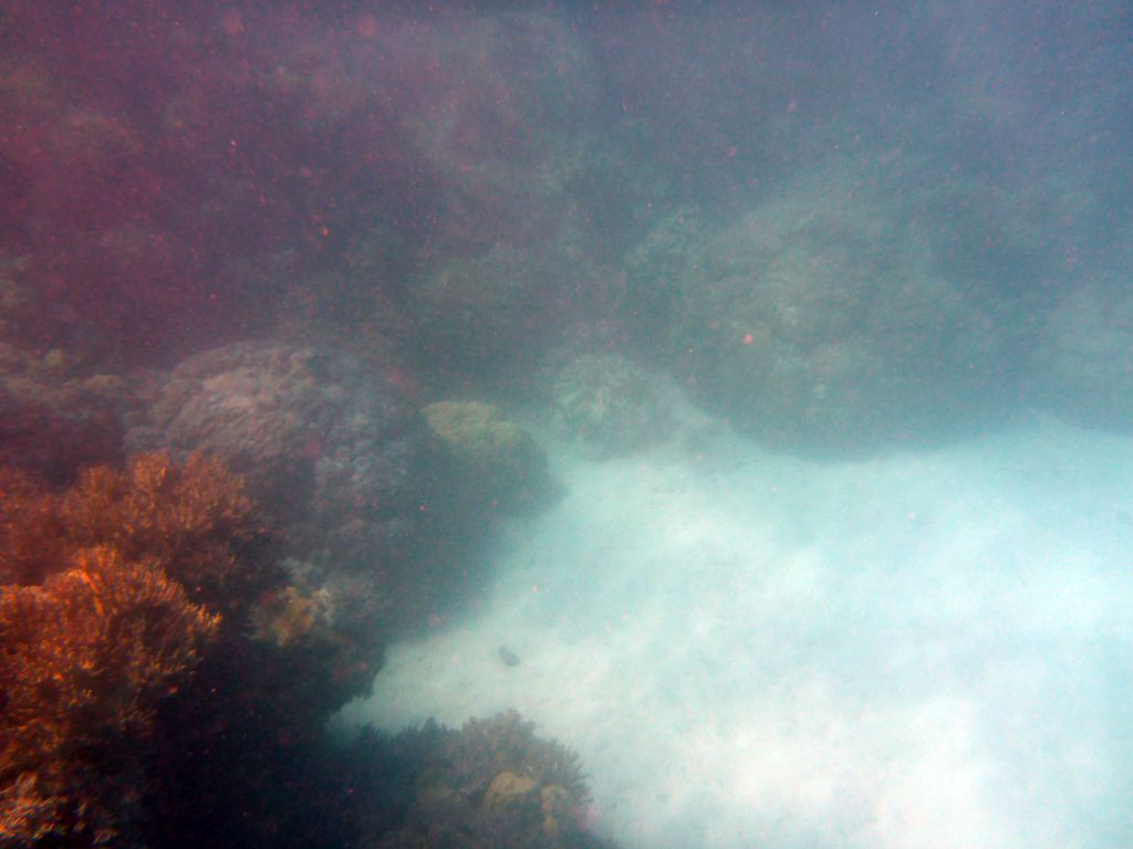 Coral, viewed from underwater