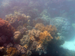 Coral, viewed from underwater