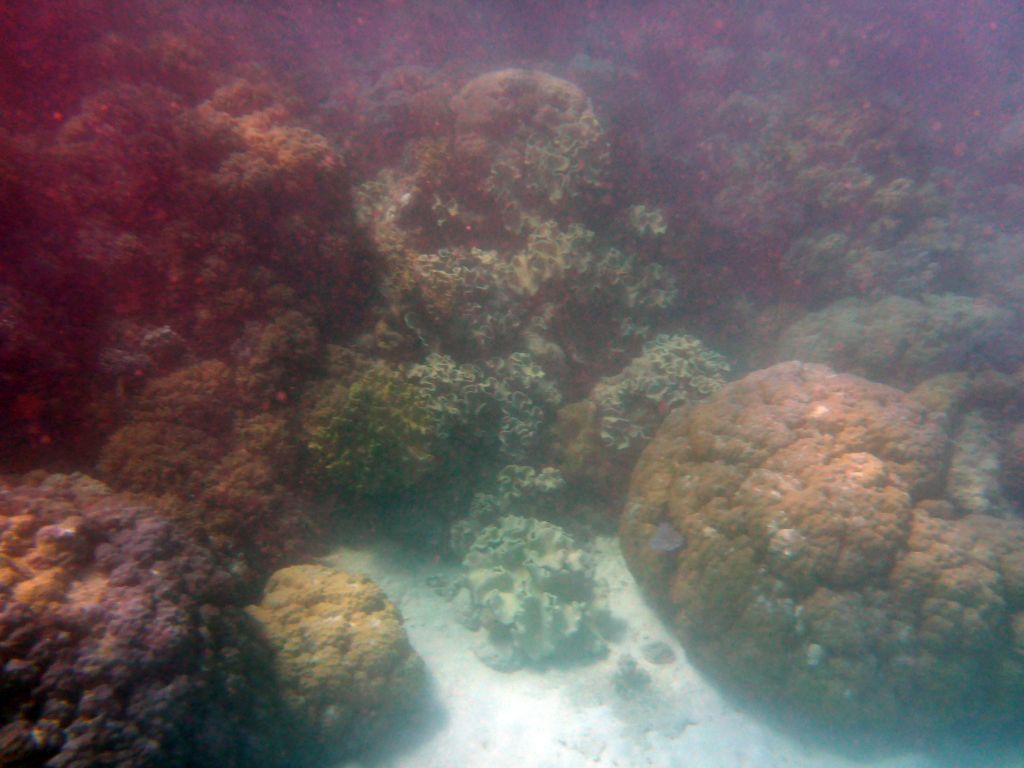 Coral, viewed from underwater