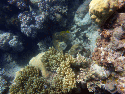 Coral and fish, viewed from underwater