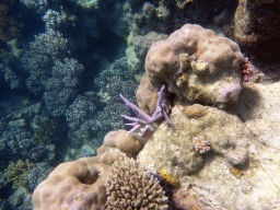 Coral, viewed from underwater