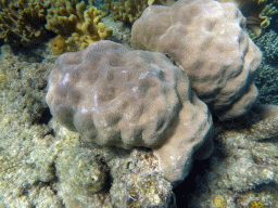 Coral, viewed from underwater