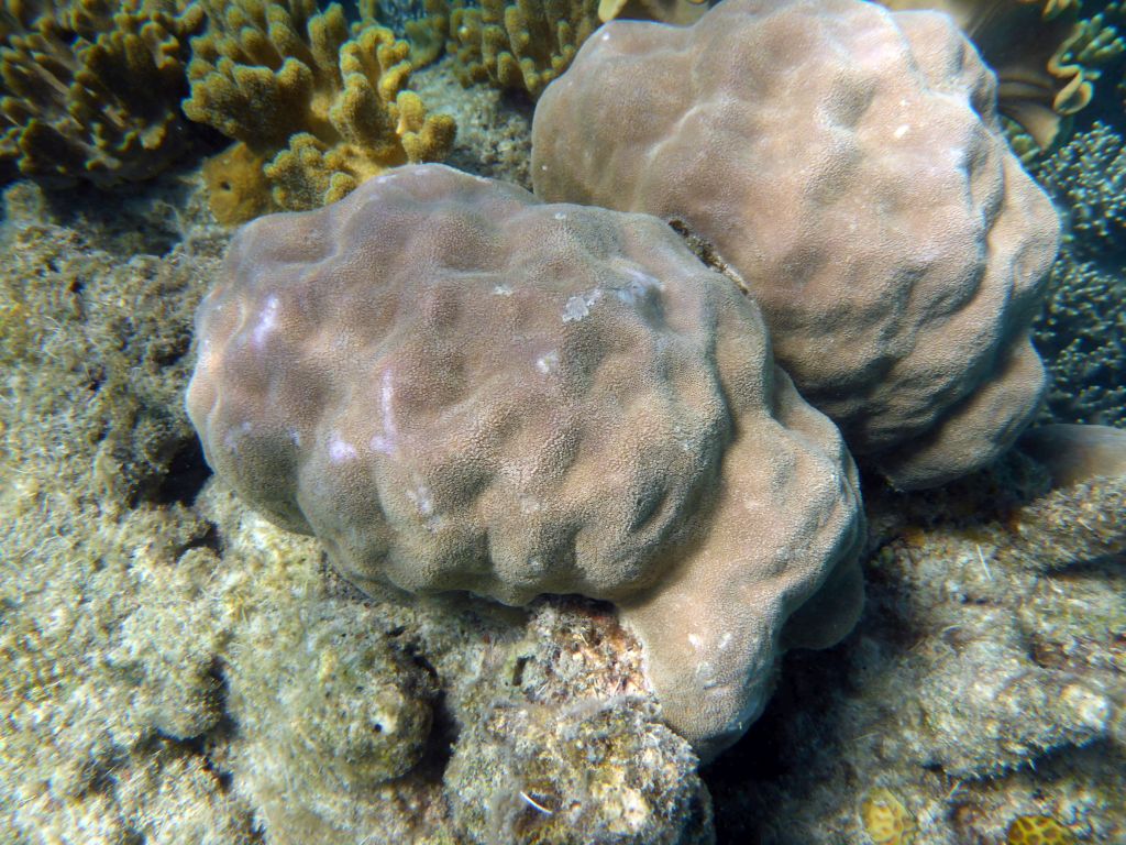 Coral, viewed from underwater