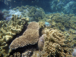 Coral and fish, viewed from underwater