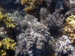 Coral, viewed from underwater