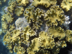 Coral, viewed from underwater