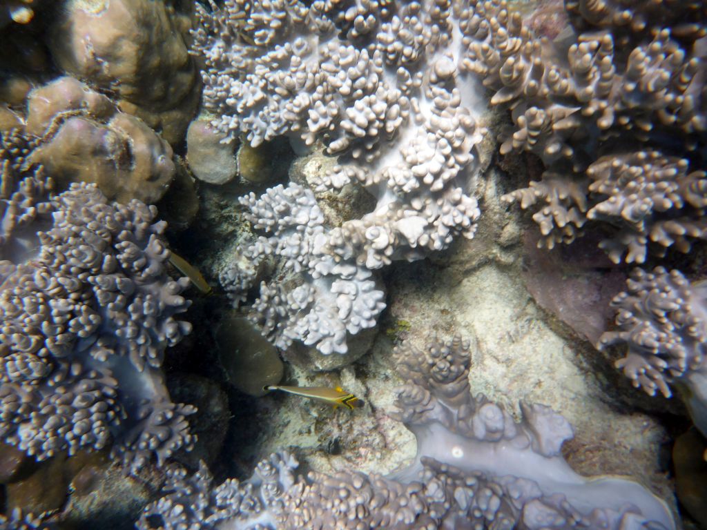 Coral and fish, viewed from underwater