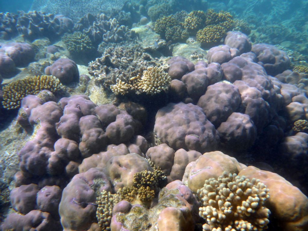 Coral, viewed from underwater