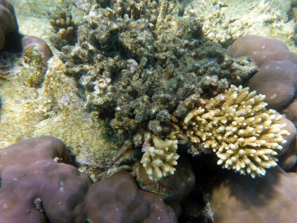 Coral, viewed from underwater