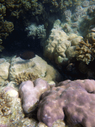 Coral and fish, viewed from underwater