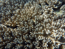 Coral, viewed from underwater