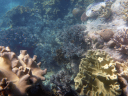 Coral and school of fish, viewed from underwater