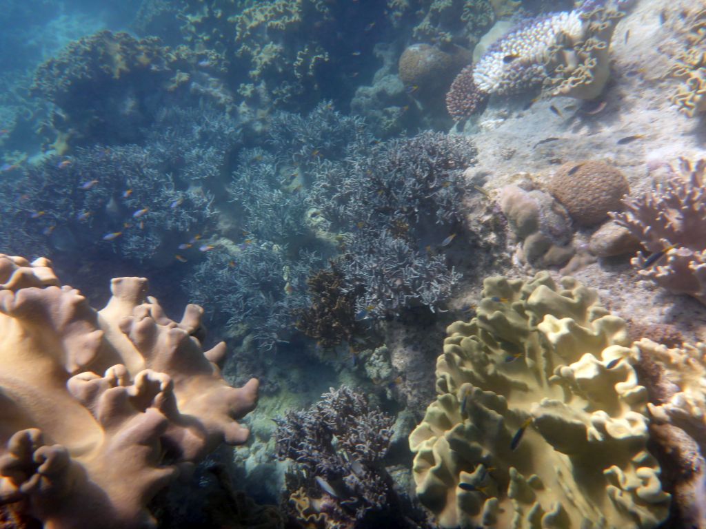 Coral and school of fish, viewed from underwater