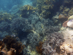 Coral and school of fish, viewed from underwater