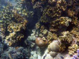 Coral and fish, viewed from underwater