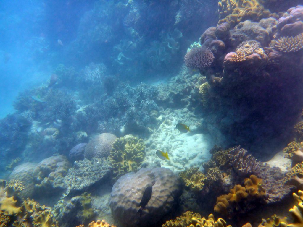 Coral and fish, viewed from underwater