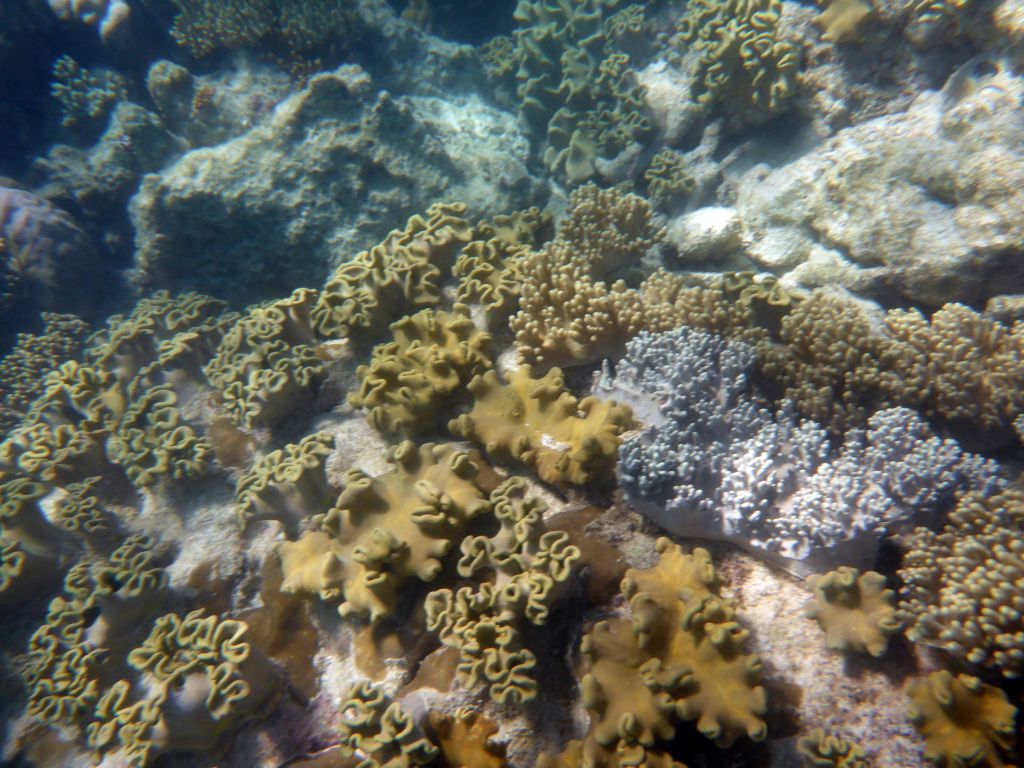 Coral, viewed from underwater