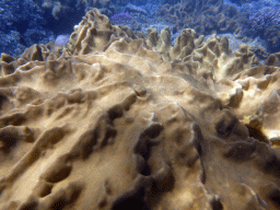 Coral, viewed from underwater