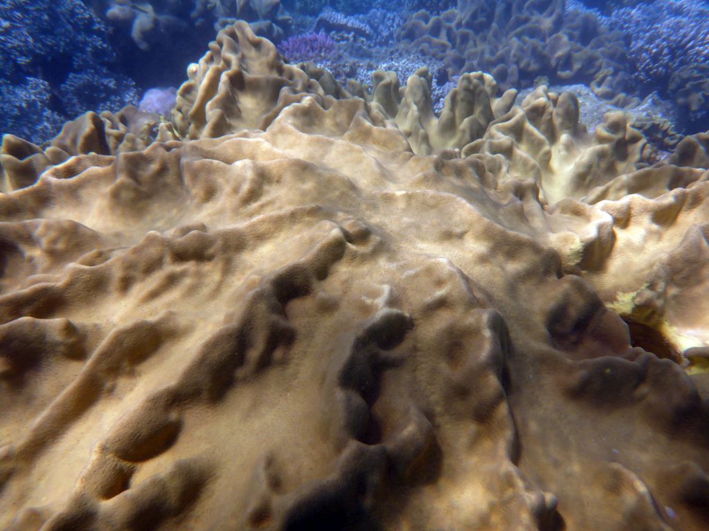 Coral, viewed from underwater