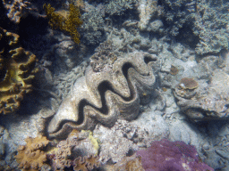 Giant Clam, viewed from underwater