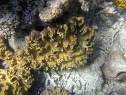 Coral, viewed from underwater