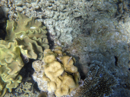 Coral and fish, viewed from underwater