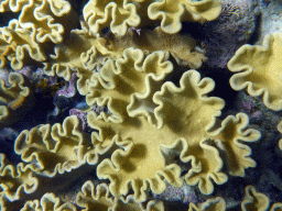 Coral, viewed from underwater