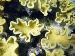 Coral, viewed from underwater