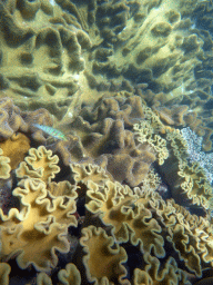 Coral and Harlequin Tuskfish, viewed from underwater