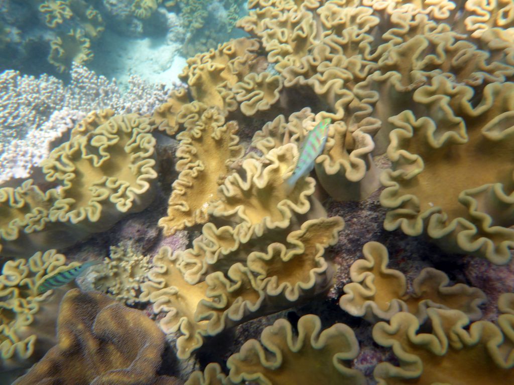 Coral and Harlequin Tuskfish, viewed from underwater