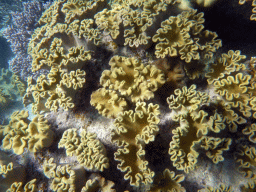 Coral, viewed from underwater