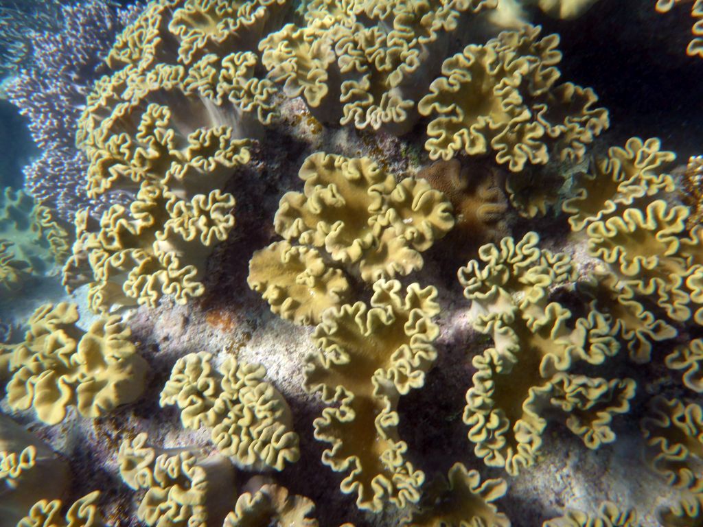 Coral, viewed from underwater