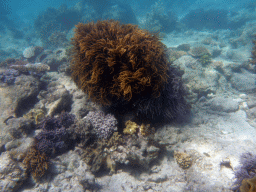 Coral, viewed from underwater